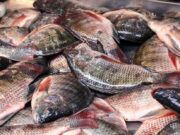 GERD Reservoir Yields 10,700 Tons of Fish, Offering Food Security Blueprint for Zambia and East Africa