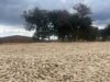 Zambia Election Standoff Looms Over Delayed Subsidized Farming Vouchers