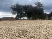 Zambia Election Standoff Looms Over Delayed Subsidized Farming Vouchers