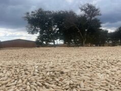 Zambia Election Standoff Looms Over Delayed Subsidized Farming Vouchers