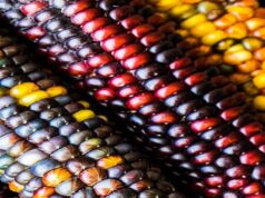 Zambia’s Bumper Grain Harvest Masks Deepening Risk From Middle East Conflict