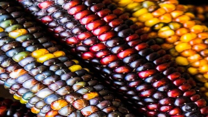 Zambia’s Bumper Grain Harvest Masks Deepening Risk From Middle East Conflict