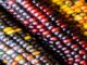 Zambia’s Bumper Grain Harvest Masks Deepening Risk From Middle East Conflict