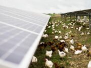 Farmers Turn to Solar as Energy Costs Squeeze Margins