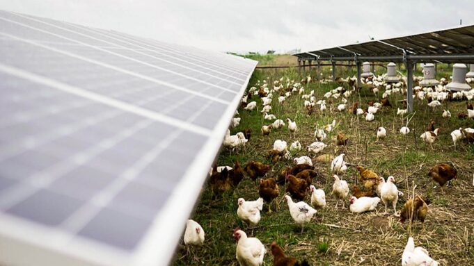 Farmers Turn to Solar as Energy Costs Squeeze Margins