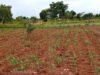 Mopani Copper Operations Highlight Tensions Between Zambian Mining Surge and Agriculture