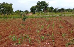 Mopani Copper Operations Highlight Tensions Between Zambian Mining Surge and Agriculture