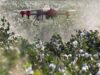 African Exporters Face New EU Pesticide Compliance Risk