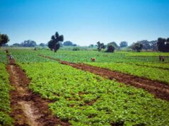Angola and Brazil Put 800,000 Hectares in Play for Agribusiness