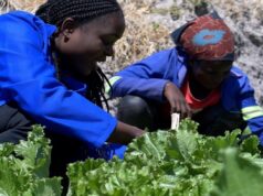 How Climate-Smart Farming is Powering Zambia’s Female Farmers