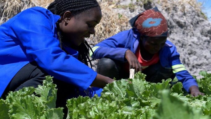 How Climate-Smart Farming is Powering Zambia’s Female Farmers