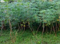 Looking Beyond Subsidies to Fund Agricultural Growth
