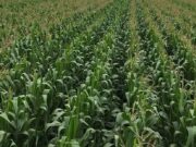 Mumbwa’s Agriculture, Minerals and Tourism Potential Gains Fresh Focus