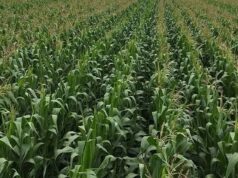 Mumbwa’s Agriculture, Minerals and Tourism Potential Gains Fresh Focus