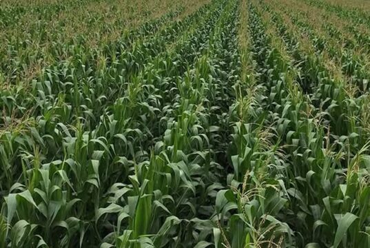 Mumbwa’s Agriculture, Minerals and Tourism Potential Gains Fresh Focus
