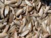Ripples of Change on Lake Tanganyika: Inside the Drive to Safeguard Zambia’s Kapenta Economy