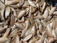 Ripples of Change on Lake Tanganyika: Inside the Drive to Safeguard Zambia’s Kapenta Economy