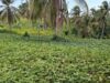 Southern Africa Mobilises as El Niño Threatens Regional Farming