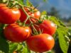Tomato Price Collapse Exposes Post-Harvest Gap