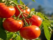Tomato Price Collapse Exposes Post-Harvest Gap