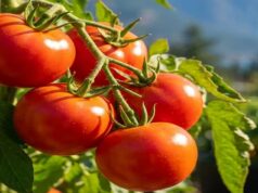 Tomato Price Collapse Exposes Post-Harvest Gap