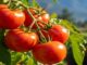 Tomato Price Collapse Exposes Post-Harvest Gap