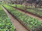 Farmer Led Tea Seedlings Production