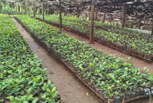 Farmer Led Tea Seedlings Production