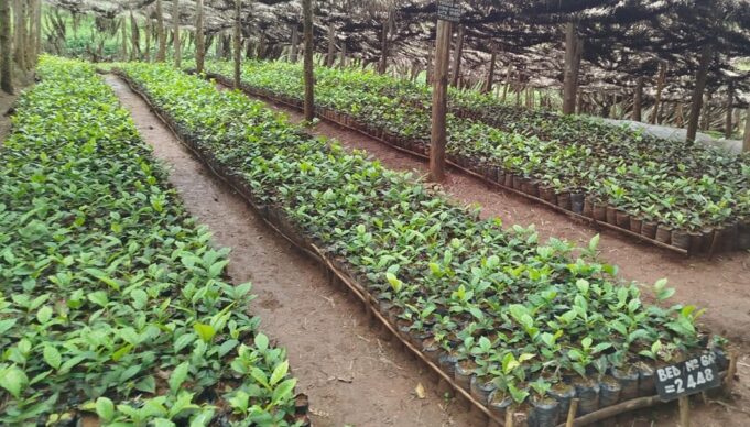 Farmer Led Tea Seedlings Production