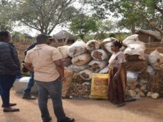 How 70 mushroom buckets changed the game for a women’s cooperative in Petauke, Zambia