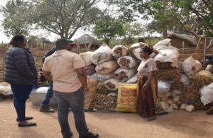 How 70 mushroom buckets changed the game for a women’s cooperative in Petauke, Zambia