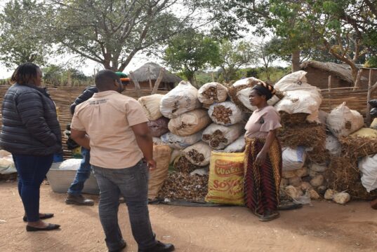 How 70 mushroom buckets changed the game for a women’s cooperative in Petauke, Zambia