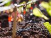 Zambian Entrepreneur Using AI to Revolutionize African Agriculture