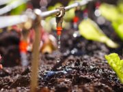 Zambian Entrepreneur Using AI to Revolutionize African Agriculture